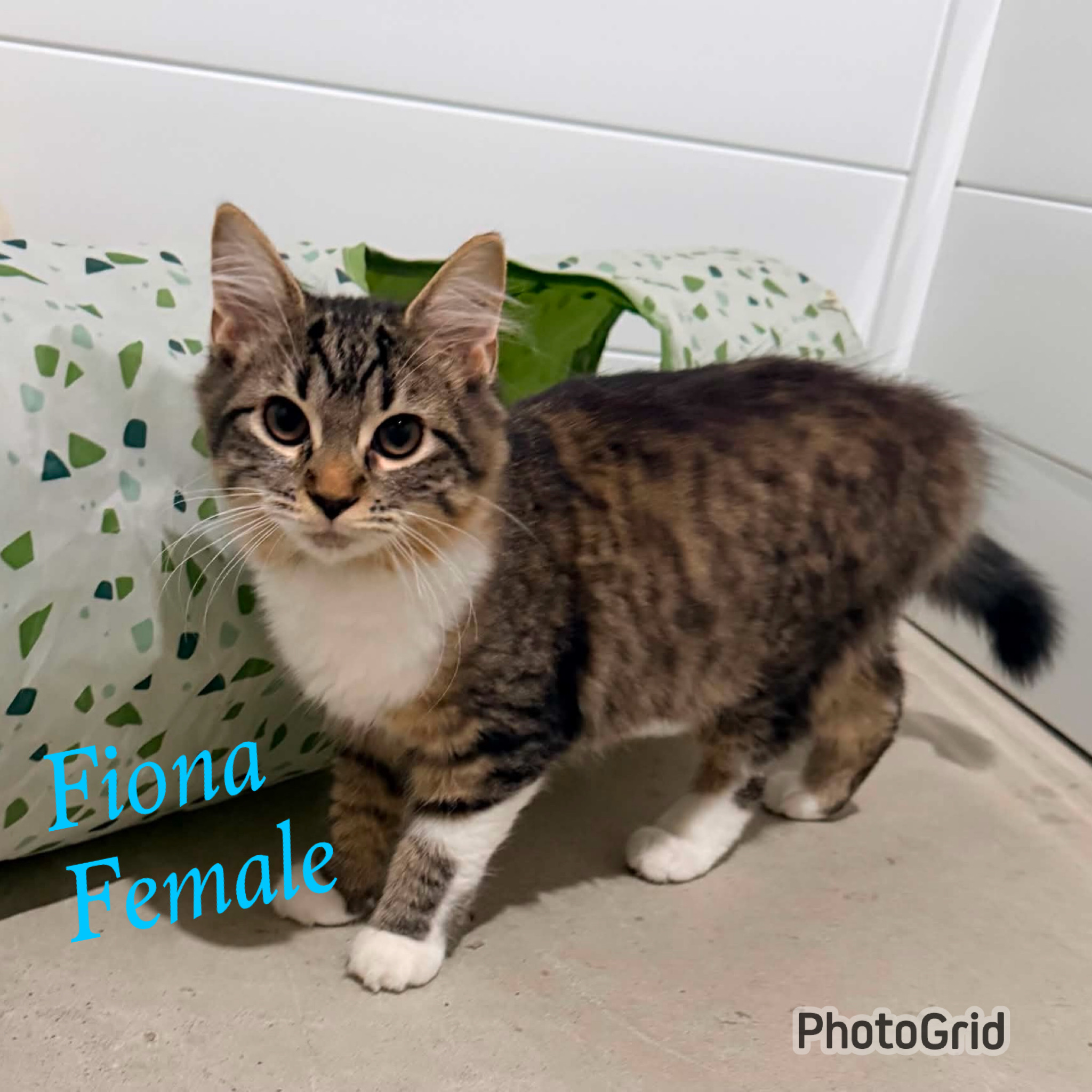 Fiona