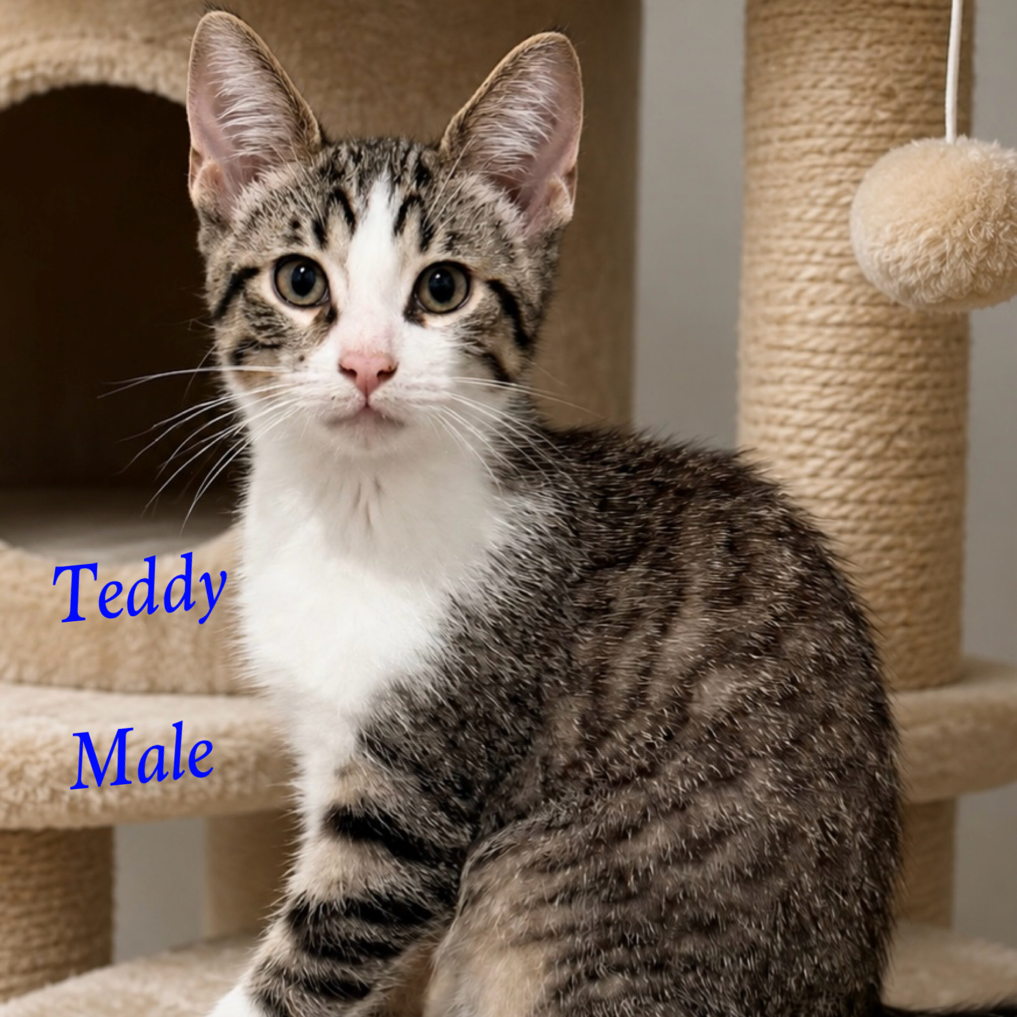 Teddy