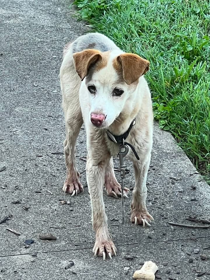 Benny
