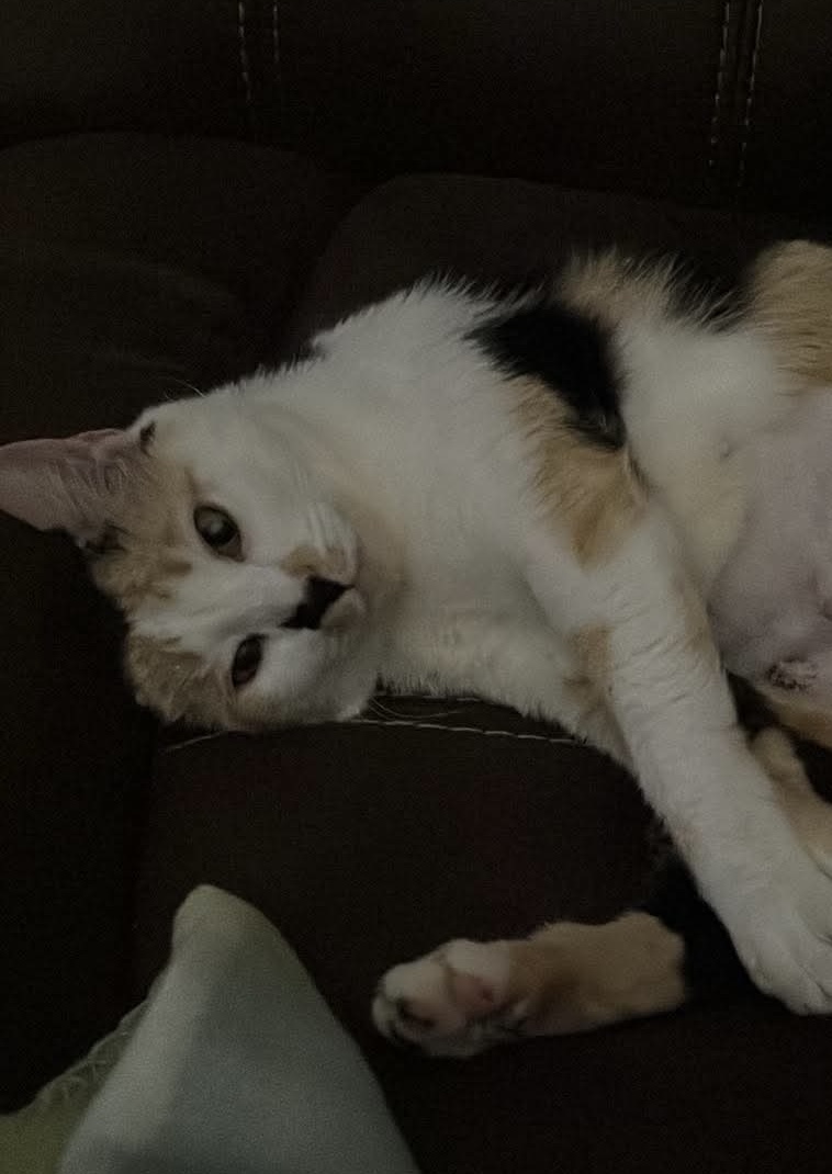 Calypso